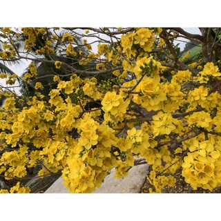 300 hạt giống mai vàng 7 - 9 cánh