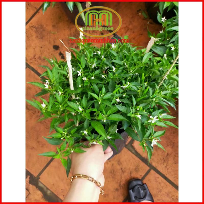 Cây gia vị cây ớt hiểm đang có hoa trái như hình