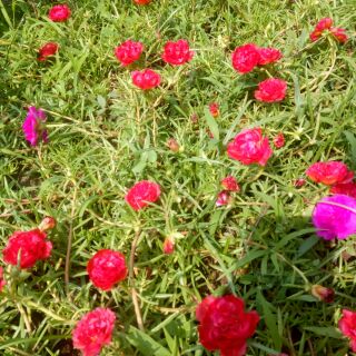 mười giờ đỏ rất hiếm.