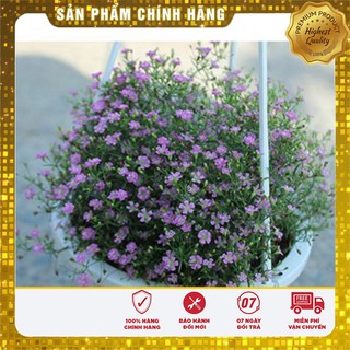 Bộ gói hạt giống Baby mix