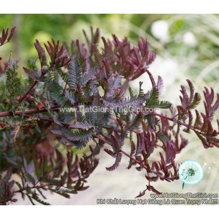 50h Hạt Giống Cây Mimosa Me Tím (| -KD: B21*X55*M197)
