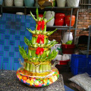 Phát Tài Búp Sen (Bao gồm chậu )