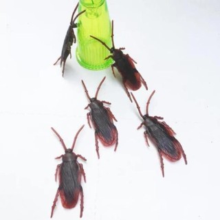 Combo 10 con Gián đồ chơi