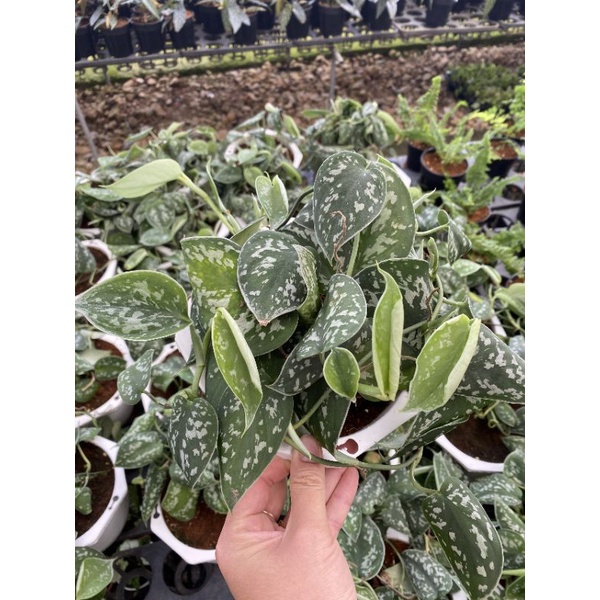 Chậu treo Pothos Satin- Trầu bà Pháp