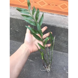 Hoa Lan hoàng thảo lụa Sỉ 5k(set 5 khóm )