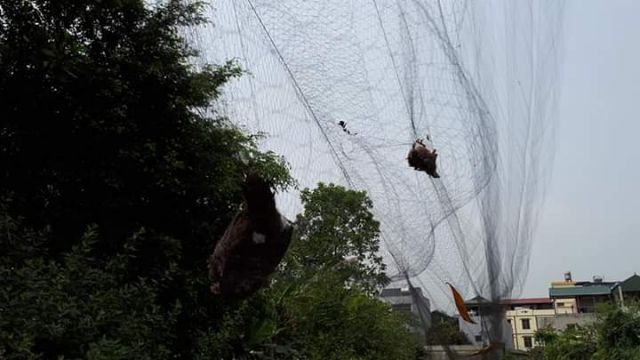 Rẻ  vô địch  - chất lượng  hoàn mỹ  -Lưới bẫy chim 7 pH 50m cu cò cuốc 7phan cao 5m dài 50m siêu nhậy