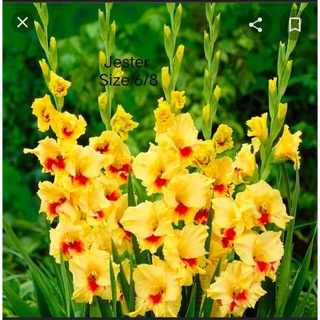 củ giống hoa lay ơn nhập khẩu hà lan