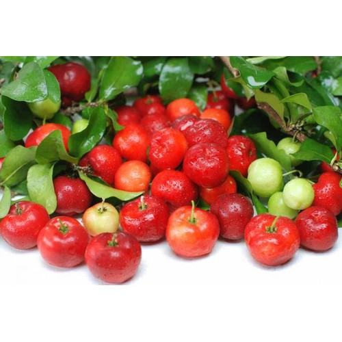 CÂY GIỐNG CÂY SƠ RI THÁI TRÁI NGỌT, SIÊU QUẢ, CAM KÉT CHUẨN GIỐNG F1--cg sori