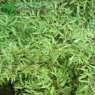 1kg lá Đinh lăng khô🌿Hỗ trợ mất ngủ, ho lâu ngày