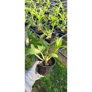 Hoa lan denro đột biến 3 lưỡi đỏ