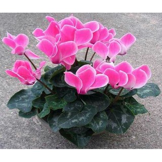 [GIÁ GỐC] Hạt Giống Hoa Anh Thảo Mix - 5 hạt