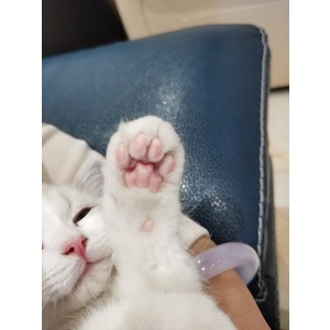 Tông Đơ PETKIT Máy Cạo Lông Chó Mèo Rất Êm Không Bị Phạm Da Không Bị Ê Tay - Có Ảnh Thật