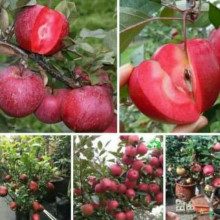 CÂY GIỐNG TÁO ĐỎ LÙN F1