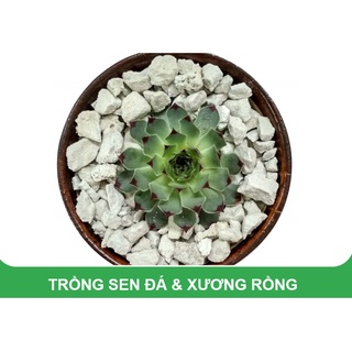 Đá bọt Pumice Indonesia gói 1kg