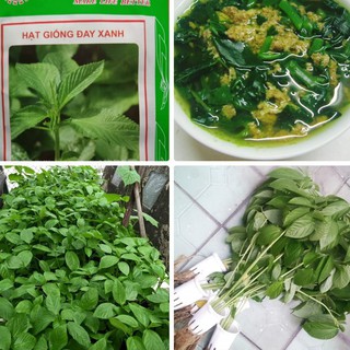 Hạt giống rau đay xanh cao sản - ( 1 gói 20gram )