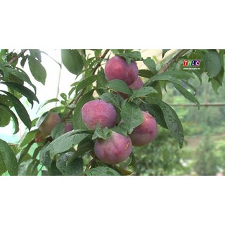 MẬN TÍM CHÍN SỚM BẮC HÀ