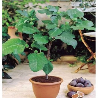 Hạt giống Sung mỹ cây bồi dưỡng sức khỏe sung như mỹ tặng hạt giống ngẫu nhiên