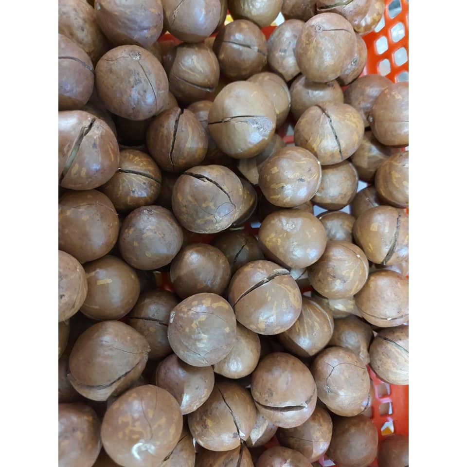 500Gr HẠT MACCA ĐĂKLĂK ORGANIC NHÀ TRỒNG (Hạt mắc ca) - VEGA NUTS | BigBuy360 - bigbuy360.vn