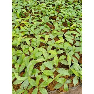 Cây vú sữa hoàng kim