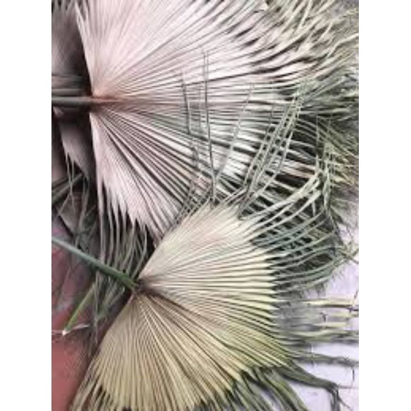 1 Lá Cọ Khô Tự Nhiên