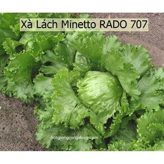 Hạt giống Xà Lách Cuộn Minetto 2g, dễ trồng