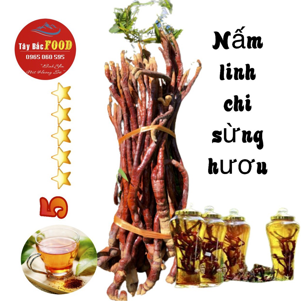 Nấm linh chi sừng hươu-Nấm linh chi đỏ Tây Bắc 500g