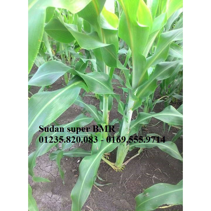 Hạt cỏ Sudan Super BMR 100g - cỏ năng suất và dinh dưỡng cao