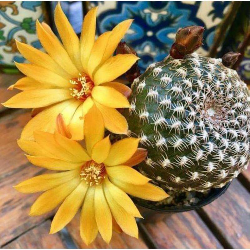 Xương rồng sulcorebutia arenacea