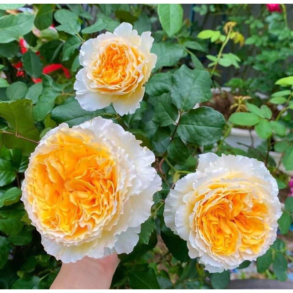 Hoa hồng ngoại Beatrice rose – Bông lớn - Hương thơm-Vườn Hoa Melinhrose