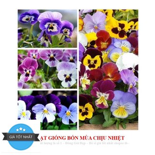 GÓI 50 Hạt Giống Hoa Pansy /Hoa Cánh Bướm Mix Nhiều Màu ĐẾN MÙA TRỒNG TẾT