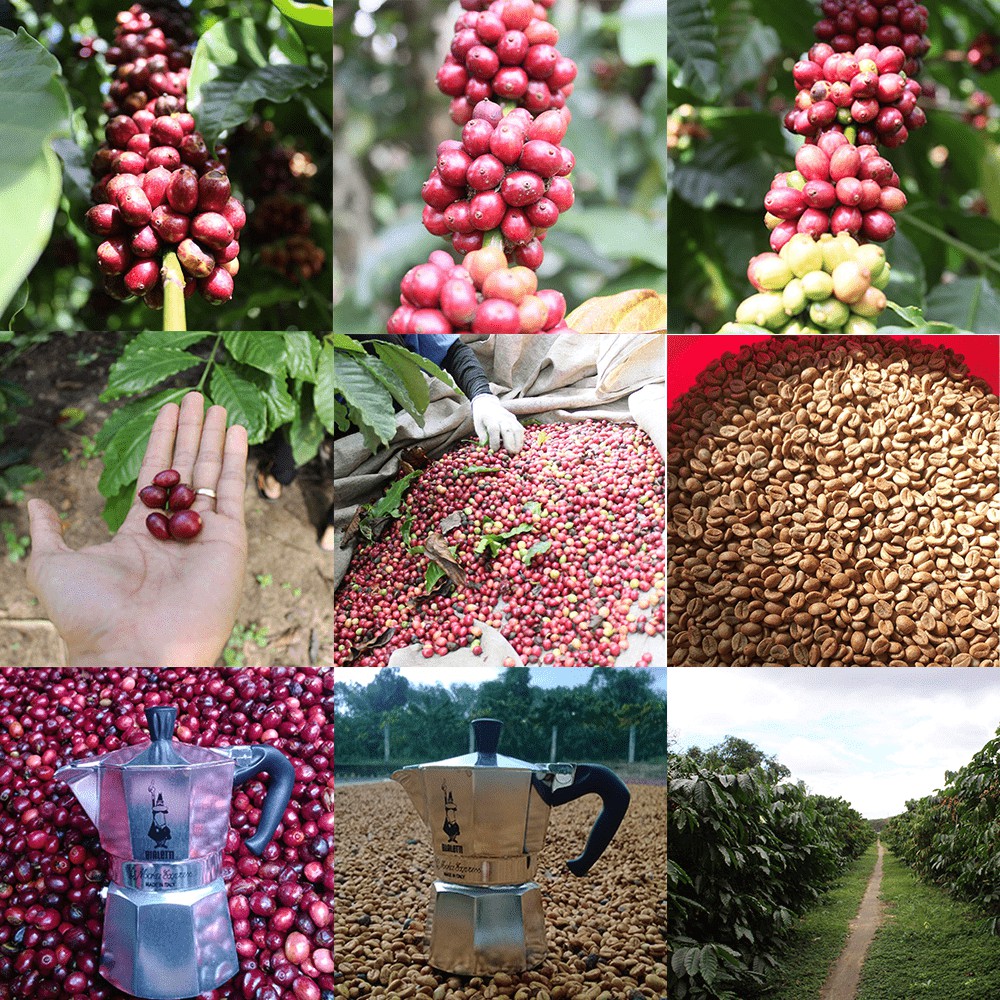 Cà phê Arabica Honey Đà Lạt | BigBuy360 - bigbuy360.vn