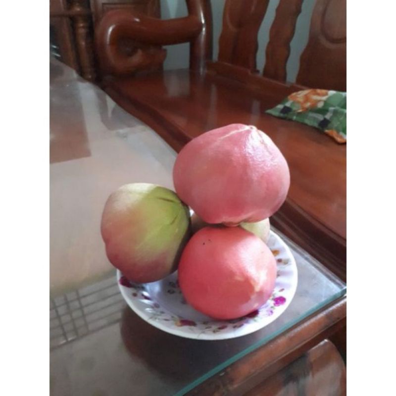 Combo 3 cây giống hồng nhung 5 lá
