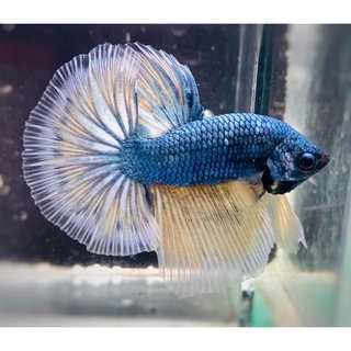 Betta Siêu Phẩm 1 bé trống.Tặng Thức ăn