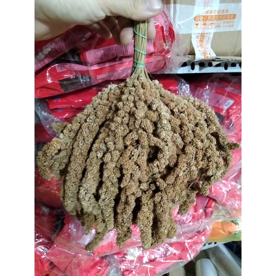 [GIÁ RẺ] KÊ CHÙM GÒ CÔNG (LOẠI 2) CHO CHIM, VẸT, YẾN PHỤNG