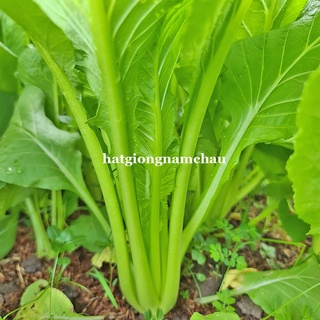 1 gr - hạt giống cải ngọt f1