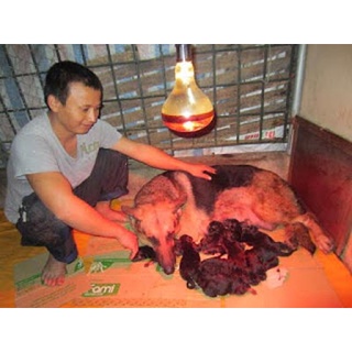 Bóng sưởi, đèn sưởi ấm cho thú cưng