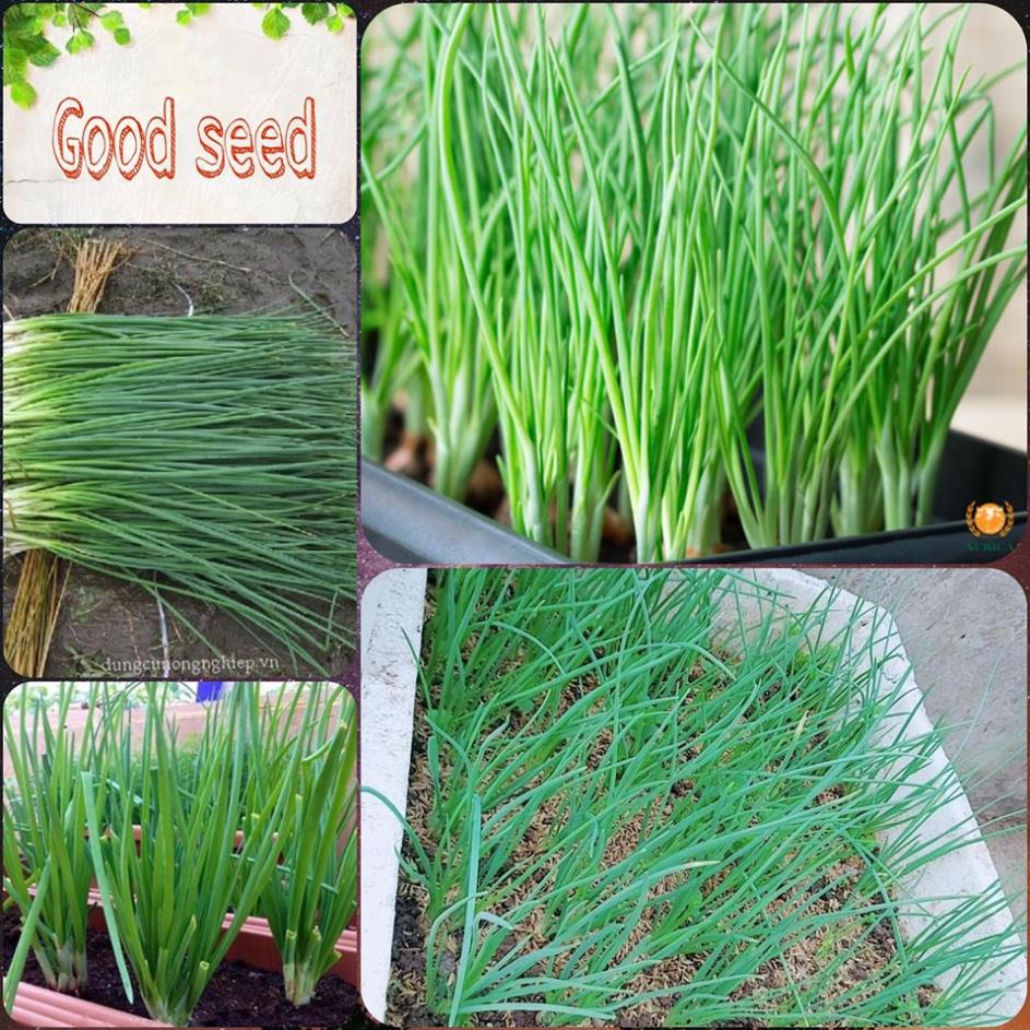 HẠT GIỐNG HÀNH HƯƠNG XANH F1⚡️ SINH TRƯỞNG CỰC KHỎE CHỐNG CHỊU SÂU BỆNH