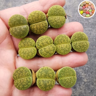 Sen mông,lithops,thạch lan Vân Vàng 1,8cm
