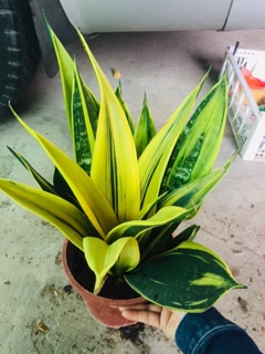 LƯỠI HỔ HOÀNG KIM
