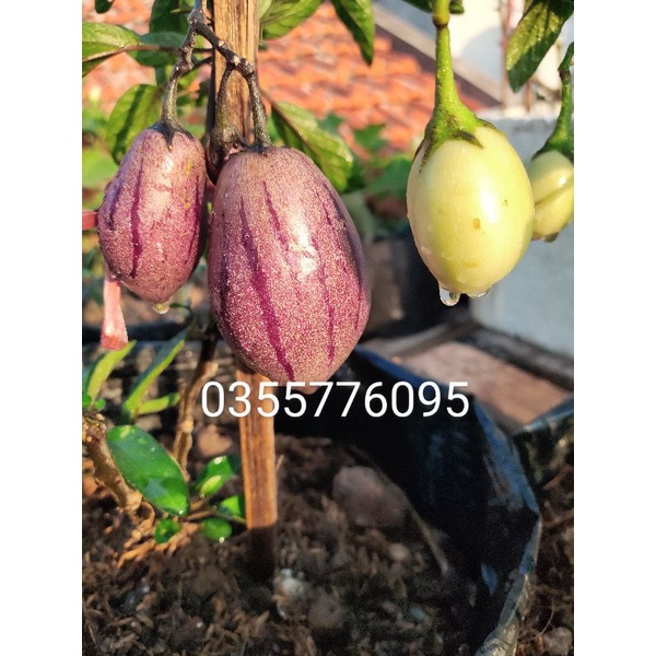 (combo 5cây )cây pepino nam mỹ