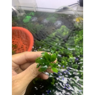 ráy nana petit thái ngọn lẻ