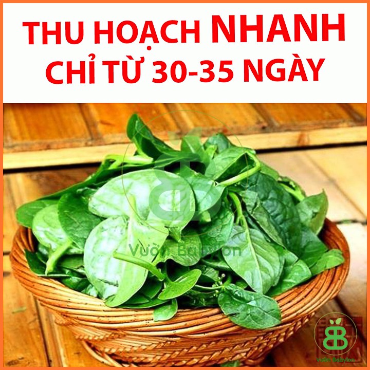 Hạt Giống Mồng Tơi Cao Sản 50Gr - Hạt Giống Mồng Tơi Dễ Trồng,Giàu Dinh Dưỡng