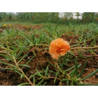 3 cành hoa mười giờ màu cam cá hồi