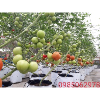 Dinh dưỡng thủy canh NoVa ISA cặp 2 lít
