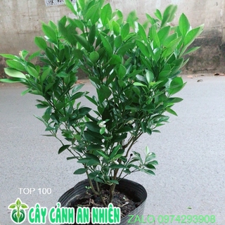 Cây Tắc Sẵn Hoa Trái
