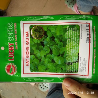 Hạt giống rau má 0.5g