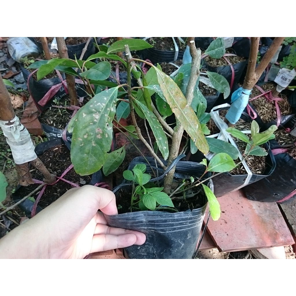 Cây cà na thái giống - Cà na tứ quý - cây ăn quả
