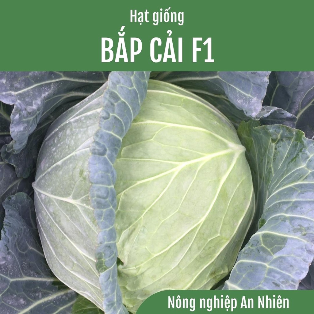 10g Hạt giống BẮP CẢI NHẬT LAI F1