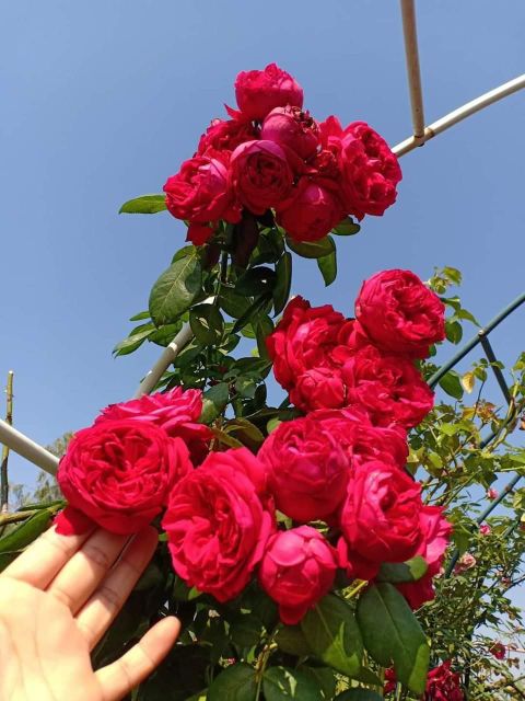 Hoa Hồng leo ngoại Red Eden