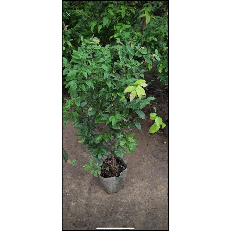 Nho thân tứ quý